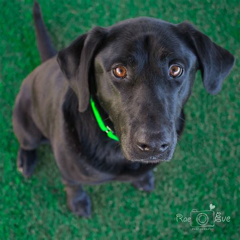 Lab rescues near me - Find Labrador and Labrador mixes for adoption from Golden Bond Rescue, a non-profit organization that rescues dogs from South Korea. See photos, descriptions and availability of each dog and …